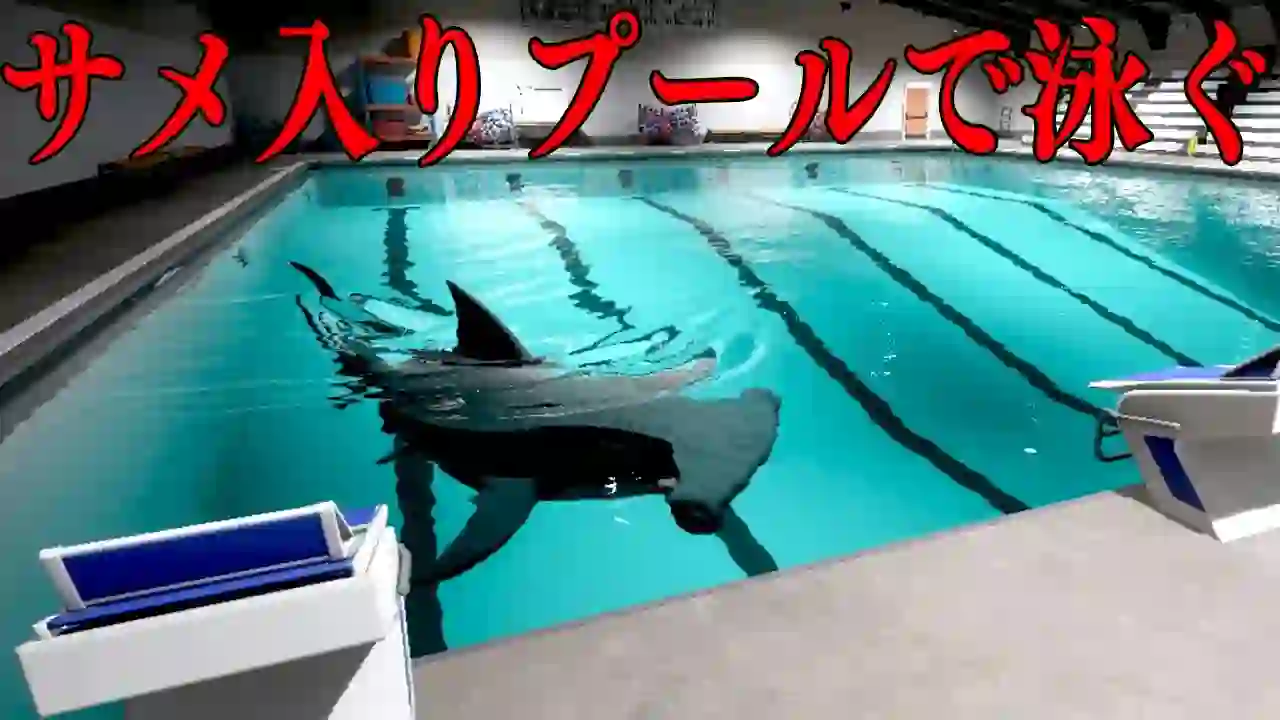 A traumatic horror game where you have to swim and escape from a pool with a 'killer shark'【Sharks and Minnows】